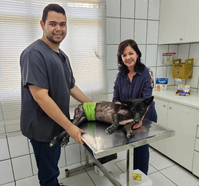 Cuidado veterinário na Suzanvet